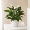 Our lush lily lives up to its name, with exuberant green leaves