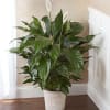 Our lush lily lives up to its name, with exuberant green leaves