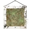 12&quot; wooden frame featuring six inch diameter Thylandsia Capitata. This modern and