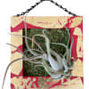 8x8&quot; wooden frame featuring a medium size Thylandsia prunosa. This modern and