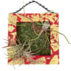 8x8&quot; wooden frame featuring  a Tillandsia Bulbosa and a Tillandsia ionantha.