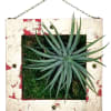 8x8&quot; wooden frame featuring a green Tillandsia Velutina. This modern and unique