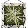 12&quot; wooden frame featuring a large Thylandsia (10&quot; diameter approx).  This