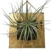 6x6&quot; wooden frame featuring a Thylandsia Filifolia. This modern and unique design