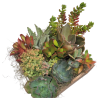 Order this Succulent planter for next day Delivery in Metro Denver. Handmade