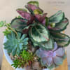 Popular plants with succulents  
