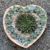 15 inch Diameter Terra Cotta Clay Pot with echeverias and single Hawthorn