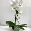 Single White Potted Orchid in Pink Pot. Measures 24&rdquo; tall x 6&rdquo;