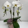 White Orchid Duo in Pink Pot. Measures 24&rdquo; x 8&rdquo;.