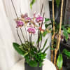 Exotic and easy to care for, phalaenopsis orchids soothe and charm in