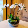 Multiple phalaenopsis orchids &amp; succulents with kiwi branches in a round concrete