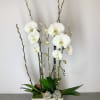 An arrangement with orchids and succulents.