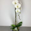 Orchid plant in charcoal vase.