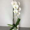 Orchid plant.