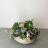 Variety of succulents to create beautiful plant arrangement.