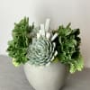 Succulent plant design.