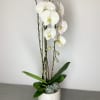 Single orchid plant.