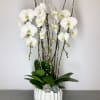 Three beautiful orchid plants
