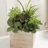 Dish garden with assortment of green plants