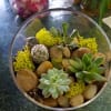 A variety of succulents in a dish