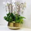 This arrangement represents sensitivity and susceptibility.
Featured flowers: Phalaenopsis orchids, and variety of