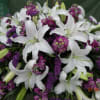 White Oriental Lily, Purple Stock, Purple Statice