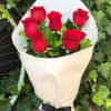 Half Dozen Red Roses Wrapped
