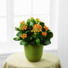 6 inch blooming plant in a container. Seasonal trim and plant choices
