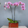 Add a touch of elegance with these double stem phalaenopsis orchids on