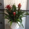 This bromeliad pant will brighten any occasion!