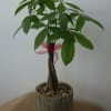 Send good fortune with the Money Tree by BloomNation&trade;. A hardy plant