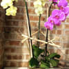 This is a pair of double pink and yellow phaleonopsis plants in