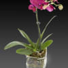 A little cute gift for the desk. 
A small orchid plant in
