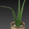   aloe plant in a 5 inch ceramic pot