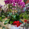 Purple orchid plant 
