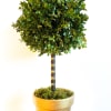12&quot; Boxwood topiary tree ball featuring an elegant gold clay pot, wooden