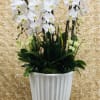 A beautiful arrangement filled with white orchid plants  