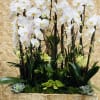 A gorgeous orchid arrangement filled with orchid plants inside a beautiful wooden