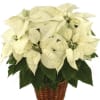 White Poinsettia Blooming Plant