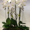 White Cascade orchids.