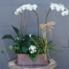 Beautiful little garden including orchids, blooming and green plants with decorations.
STANDARD: FIRST