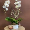 You can never go wrong with a classic Phalaenopsis Orchid Plant. With