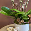 You can never go wrong with a classic Phalaenopsis Orchid Plant. With