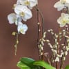 You can never go wrong with a classic Phalaenopsis Orchid Plant. With
