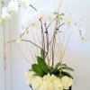 Collection of live orchids plants with a lush cut floral base