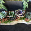 A lush textured combination of succulents designed in a pretty planter. 