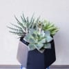 Three assorted succulents in a black ceramic pot with black gravel rocks