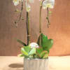 Double orchid plant arrangement with succulents and natural bamboo with an authentic