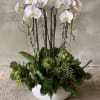 A luxurious white orchid arrangement accented with succulents.
