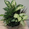 Hardy green houseplants are combined in a ceramic or wicker container. This